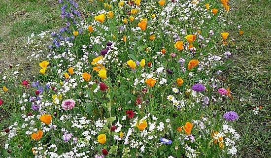 picture of 2013 wildflower trial at Mildred Road verge]